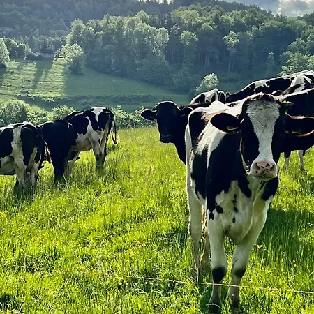 Vyhledy Stolova Lejlighed